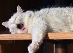 Sueño precognitivo de un gatito no deseado 