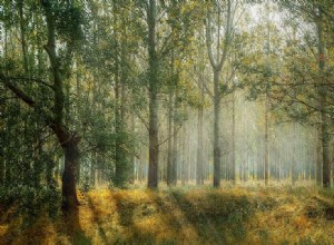 Vad betyder det att drömma om en skog? 