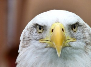 Águila – Significado y simbolismo de los sueños 