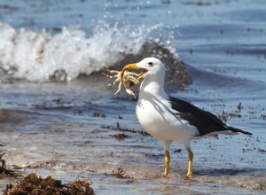 Albatros – Significado e Interpretación de los Sueños 