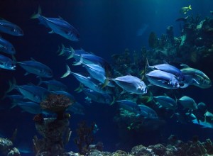 Aquarium - Signification et interprétation des rêves 