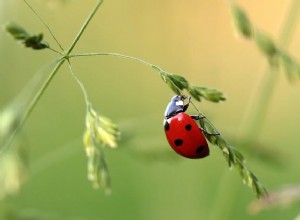 Ladybug - Drømmebetydning og -tolkning 