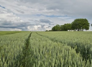 Middens dans un rêve - Signification et symbolisme 