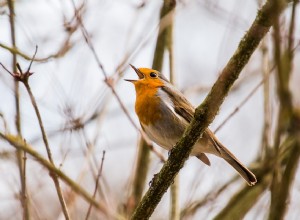 Att drömma om tweeting – mening och symbolik 