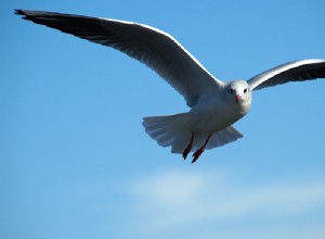 Gaviotas – Significado e Interpretación de los Sueños 