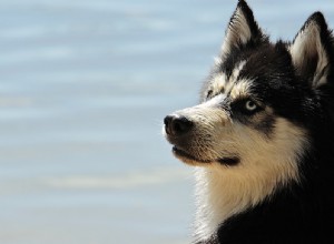 Soñar con Husky – Significado y simbolismo 