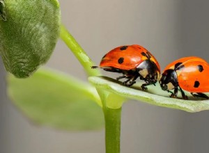 Insekter i en drøm – mening og symbolikk 