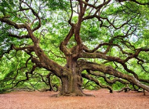 ¿Qué significa soñar con un Roble? 