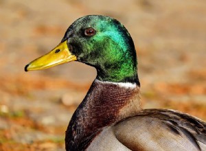 Mallards – Όνειρο νόημα και συμβολισμός 