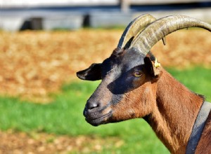 Å drømme om Billy Goat - Betydning og symbolikk 