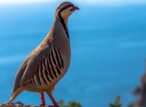 Partridge - Drømmebetydning og -tolkning 