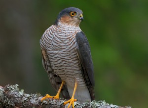 Hawk – drömmening och tolkning 