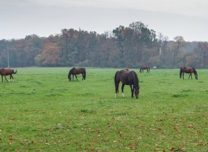 Stud Farm in a Dream – Betydning og symbolikk 