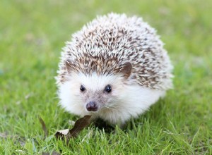 夢の中のハリネズミ–意味と解釈 