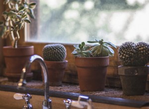 Cactus en un Sueño – Significado y Explicación 