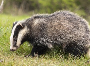 Badger - Signification et symbolisme des rêves 