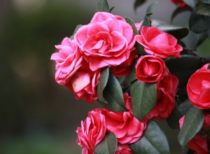 Soñar con Camelias – Significado y Simbolismo 