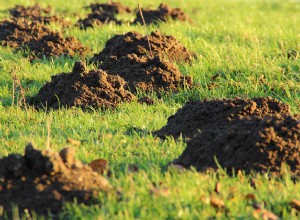 Ονειρεύομαι ένα Molehill - Έννοια και Εξήγηση 