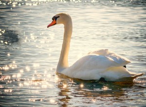 Cisne en un Sueño – Significado y Simbolismo 