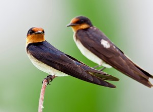 Soñar con Golondrina – Significado y Simbolismo 