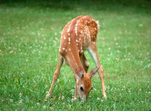 Fawn in a Dream - Betydning og symbolikk 