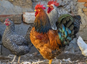 Gallina en un Sueño – Significado y Simbolismo 