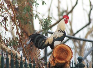 CluckingまたはCackling–夢の意味と解釈 