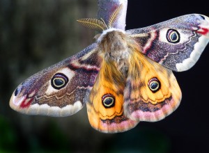 Moth - Drømmesymbolik og fortolkning 