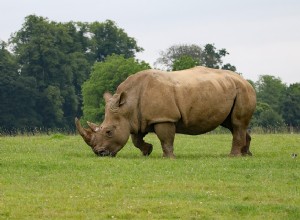 Rhino - Que signifie rêver d un rhinocéros ? 