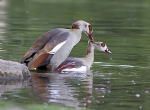 夢の中で処女を失う–意味と説明 