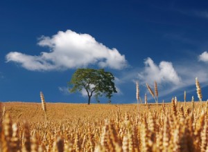 Campo en un Sueño – Significado y Simbolismo 