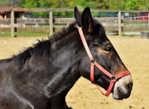 Ονειρευτείτε για το Mule – Νόημα και Συμβολισμός 