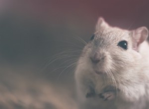 Rats dans un rêve - Signification et explication 