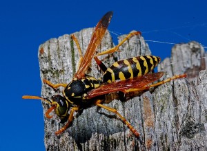 Significado de una avispa en un sueño 