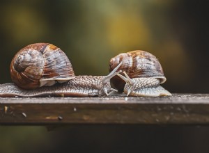 Sny o šnekovi – význam a symbolika 