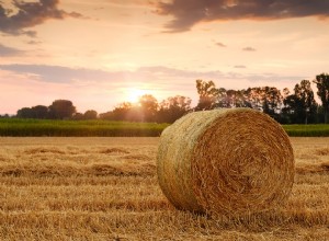 Signification du foin dans un rêve 