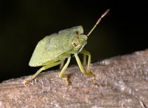 Βρώμα ή οσμή – Όνειρο και ερμηνεία 