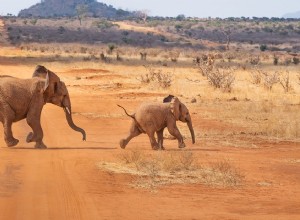 Elefante en un Sueño – Significado y Explicación 