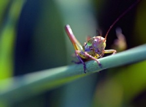 Rêves d insectes - Interprétation et signification 