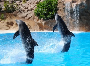 Sueños con Delfines – Interpretación y Significado 