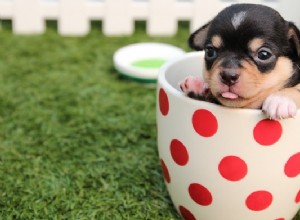 Sueños con Cachorros – Interpretación y Significado 