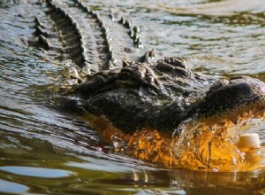 Soñar con Caimanes, Cocodrilos – Interpretación y Significado 