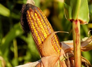 夢の中のトウモロコシの聖書的意味–解釈と意味 