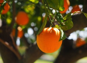 Significado Bíblico de Fruta Naranja en un Sueño – Interpretación y Significado 