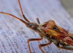 トコジラミについての夢–意味と象徴性 