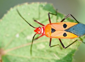 ¿Qué significa soñar con un insecto? 