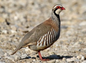 Hva betyr det å drømme om Partridge? 