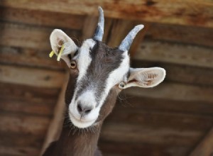 ¿Qué significa soñar con cabras? 