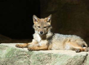 ¿Qué significa soñar con coyotes? 