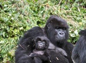 Gorila:Espíritu Animal Guía, Tótem, Simbolismo y Significado 